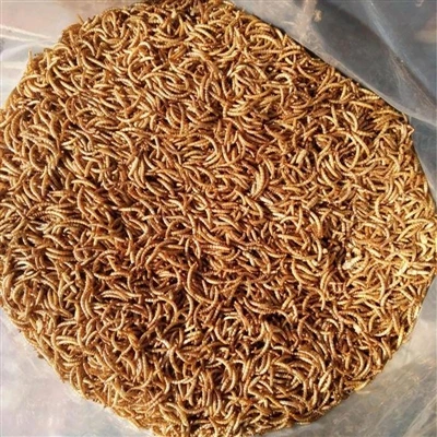 کیا خشک کھانے کے کیڑے پرندوں کے لئے اچھا ہے؟