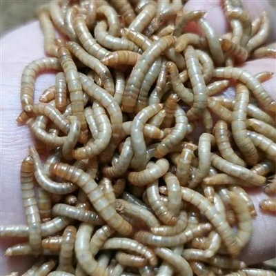 کھانے کے کیڑے سے مرغیوں کو کھانا کھلانے کے کیا فوائد ہیں؟
