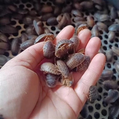 بالغ خواتین ڈبیا