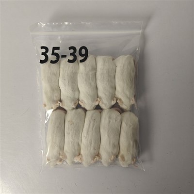 آرکٹک چوہوں کو منجمد چوہوں