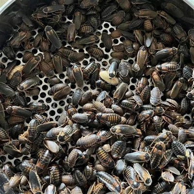 خشک ڈوبیا روچ