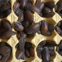 اضافی بڑی ڈوبیا روچ