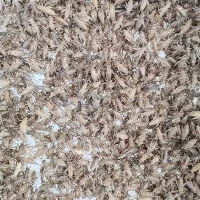 چیتے کو کھانا کھلانا خشک کرکیٹس کو منجمد کرنا