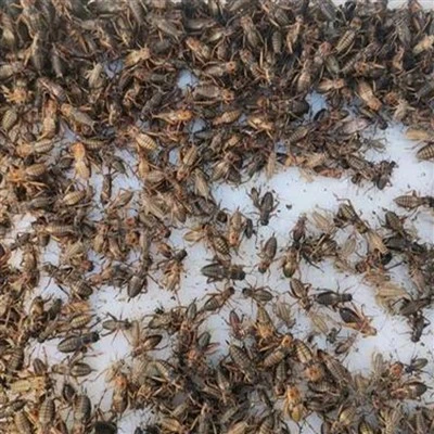 چھوٹے منجمد خشک کرکیٹ